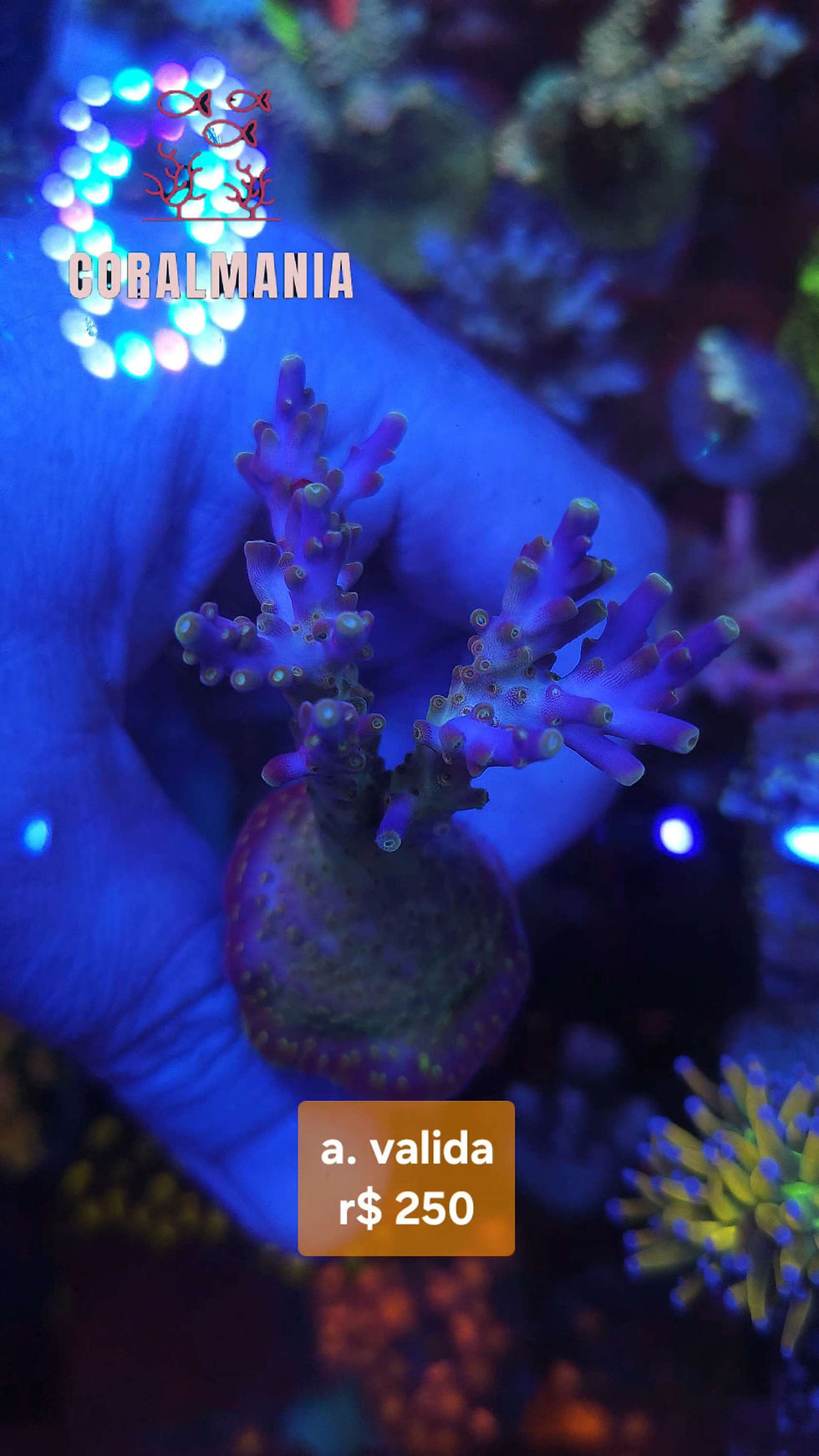 Miniatura:  Coral Marinho Acropora valida