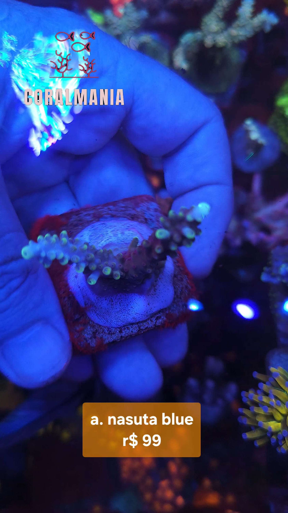 Miniatura: Coral Marinho Acropora nasuta blue