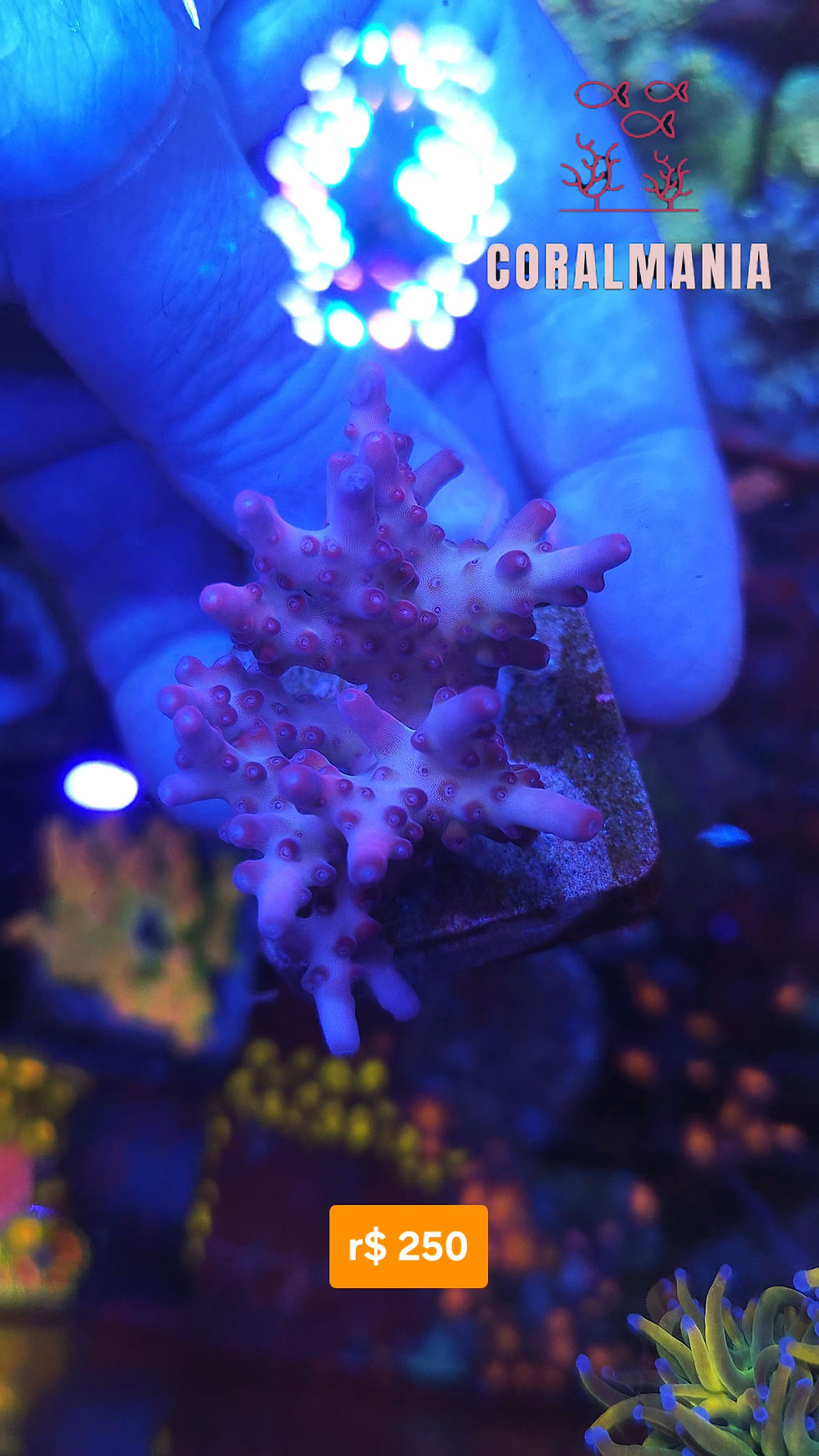 Miniatura: Coral Marinho Acropora loripes