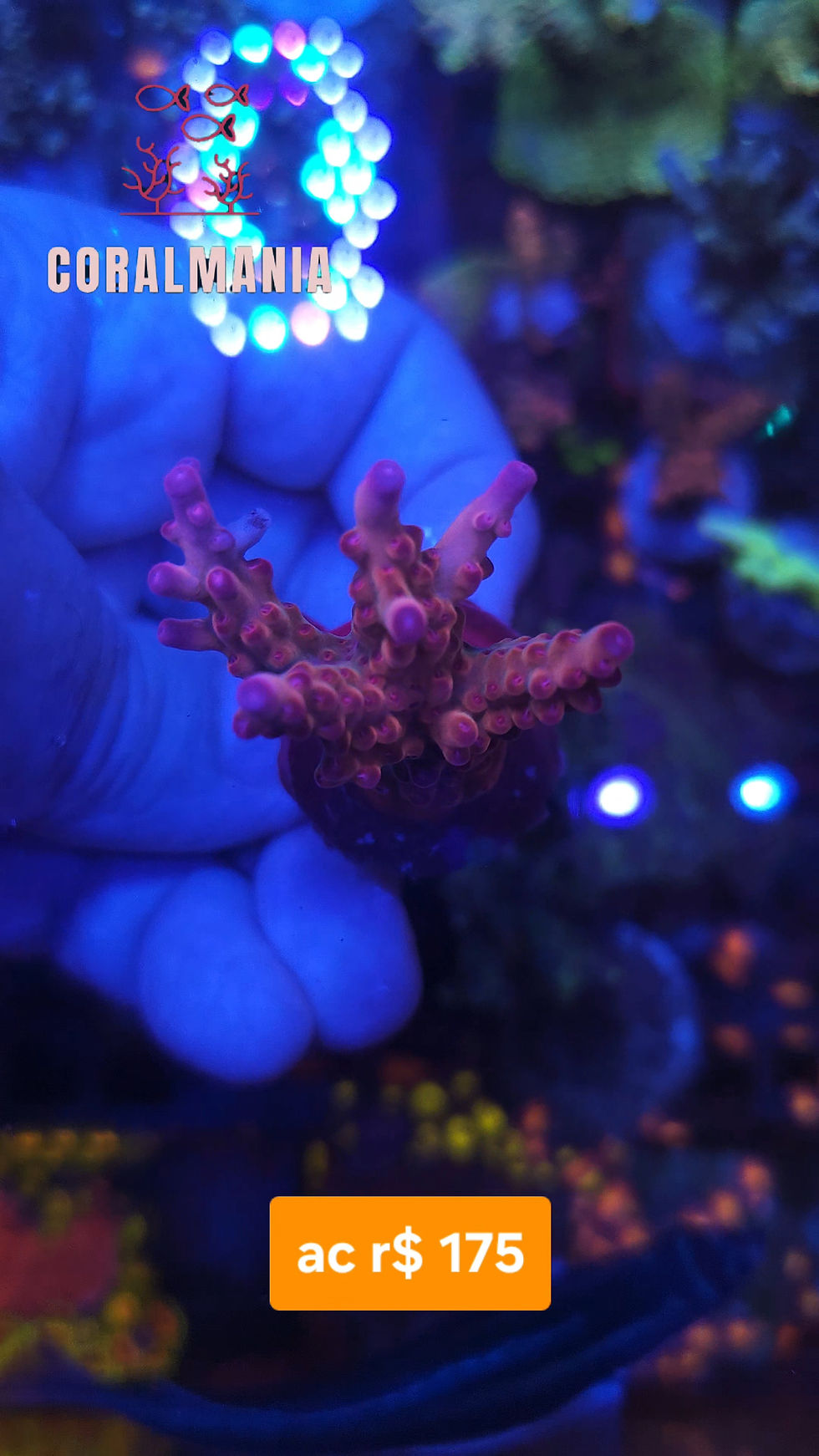 Miniatura: Coral Marinho Acropora