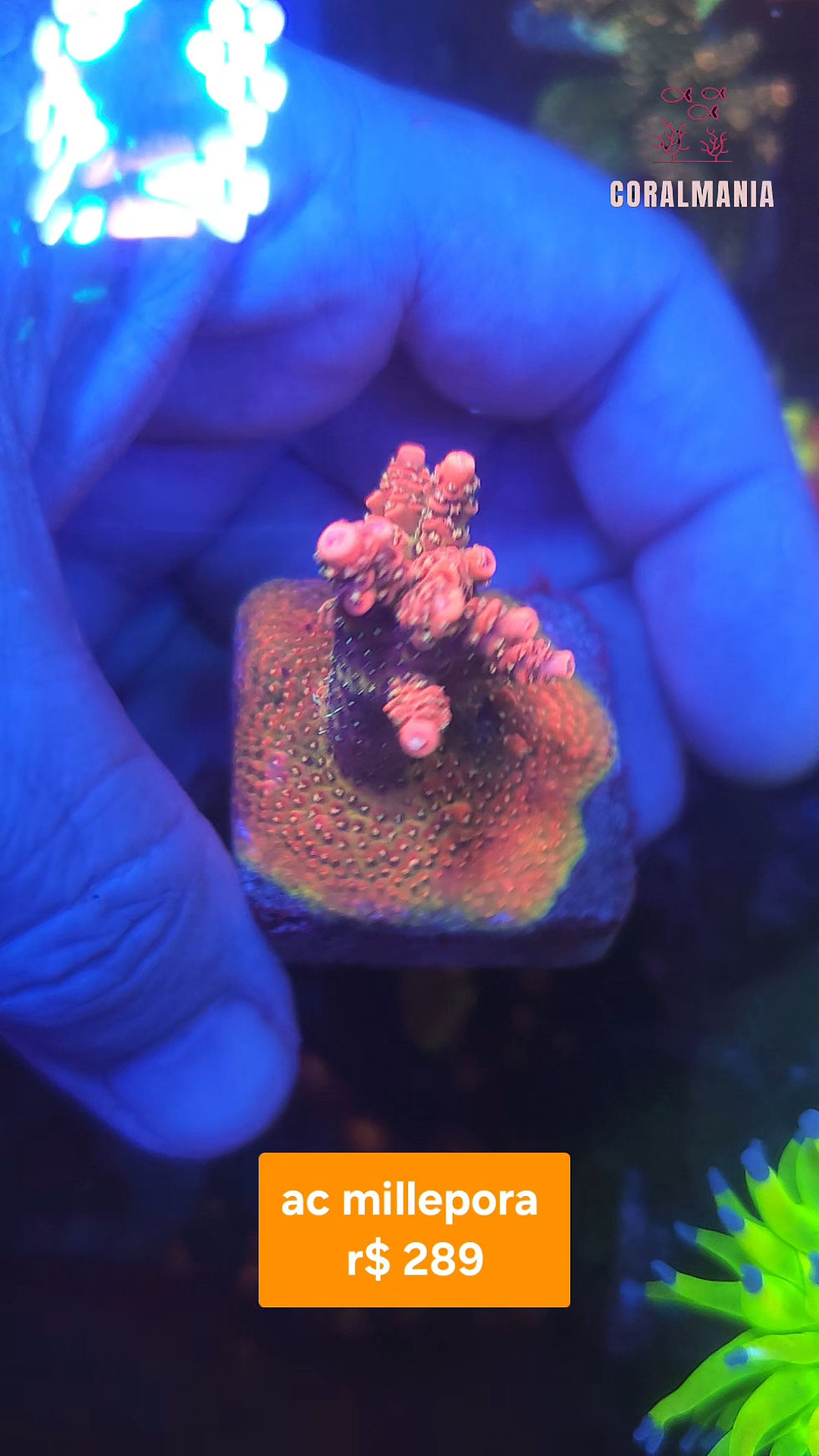 Miniatura: Coral Marinho Acropora millepora 