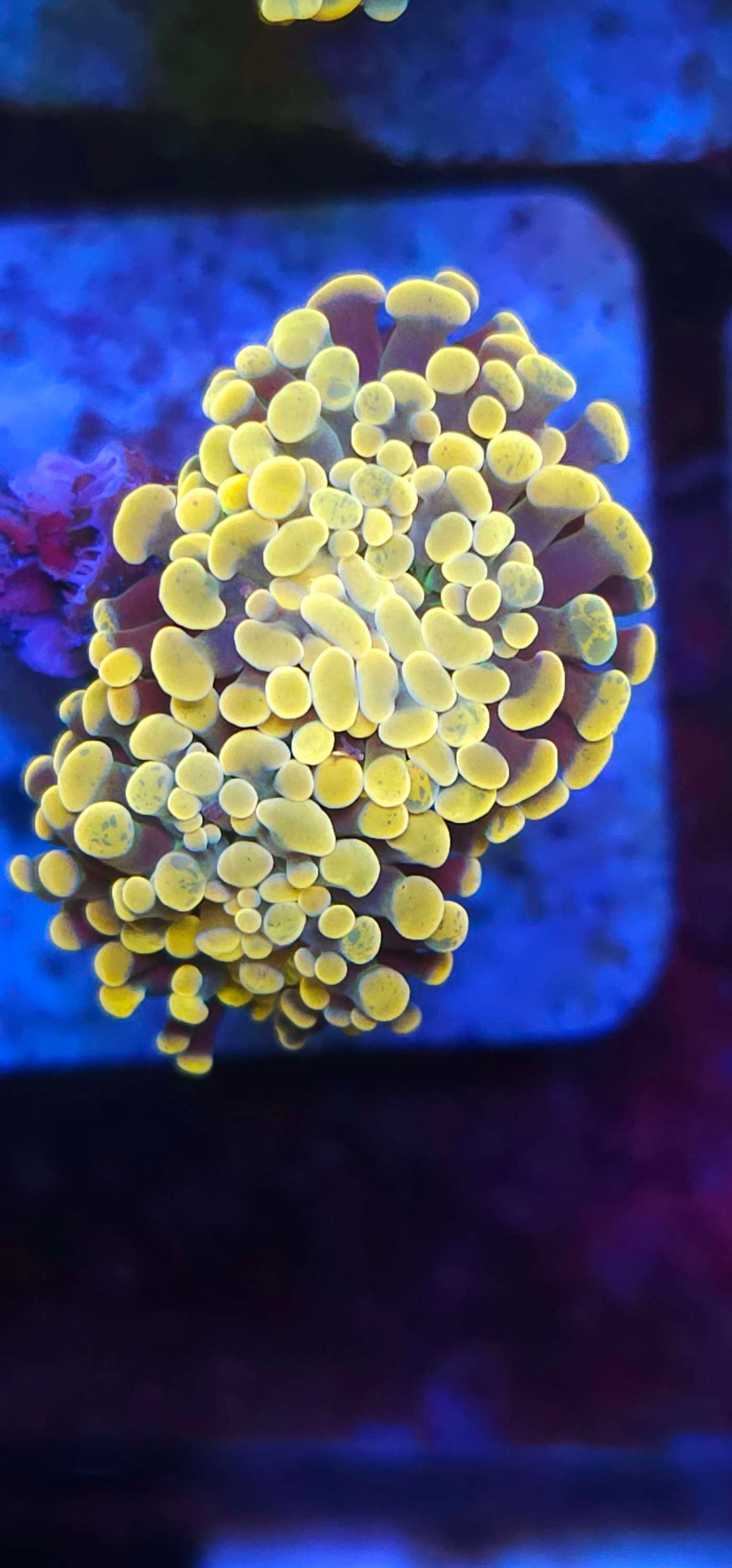 Coral Hammer  yellow green 2 bocas