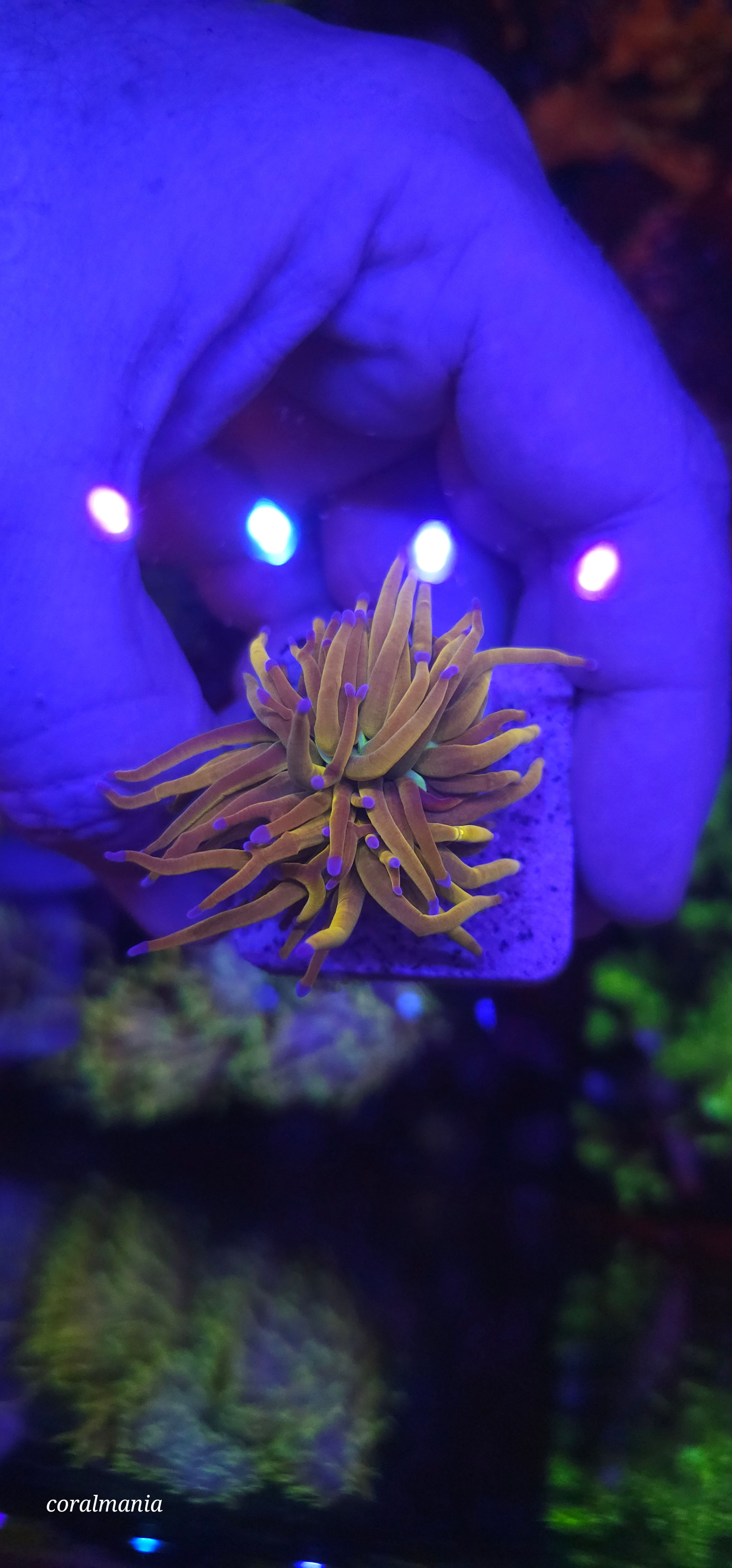 Coral torch ultra ny nicks  1 bc