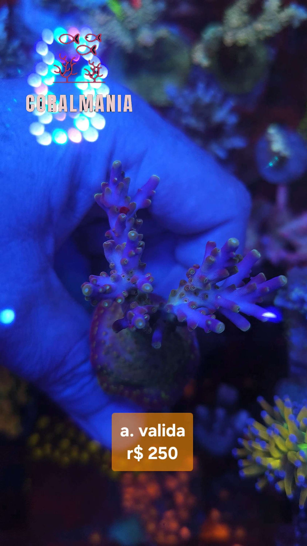 Miniatura:  Coral Marinho Acropora valida