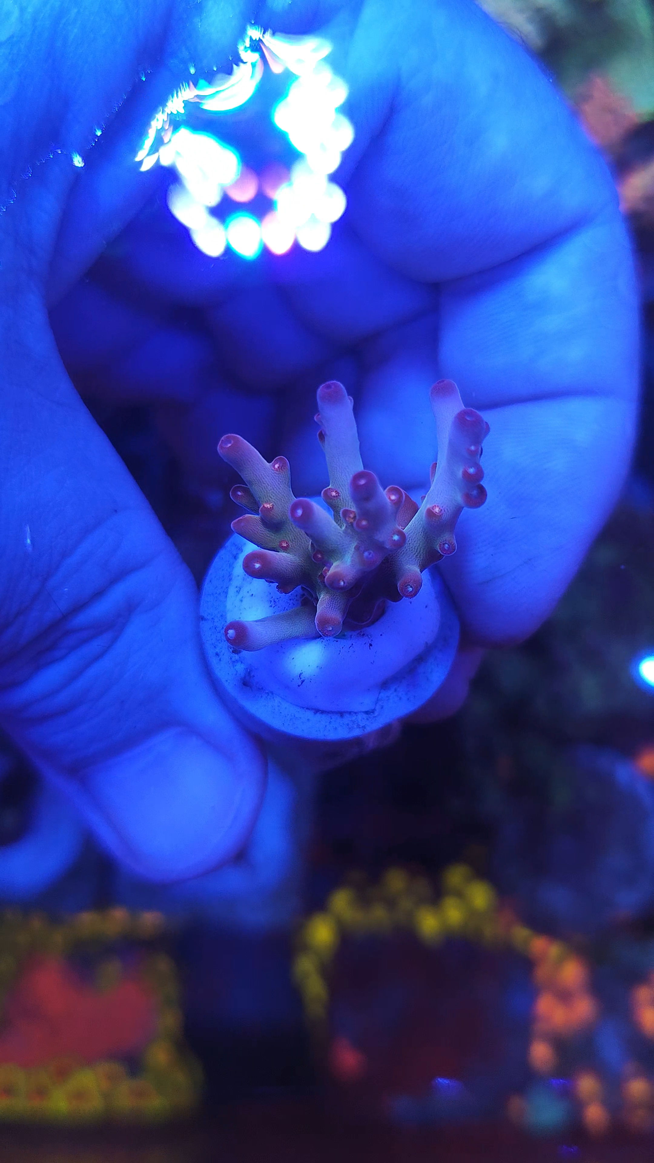 Coral Marinho Acropora granulosa 
