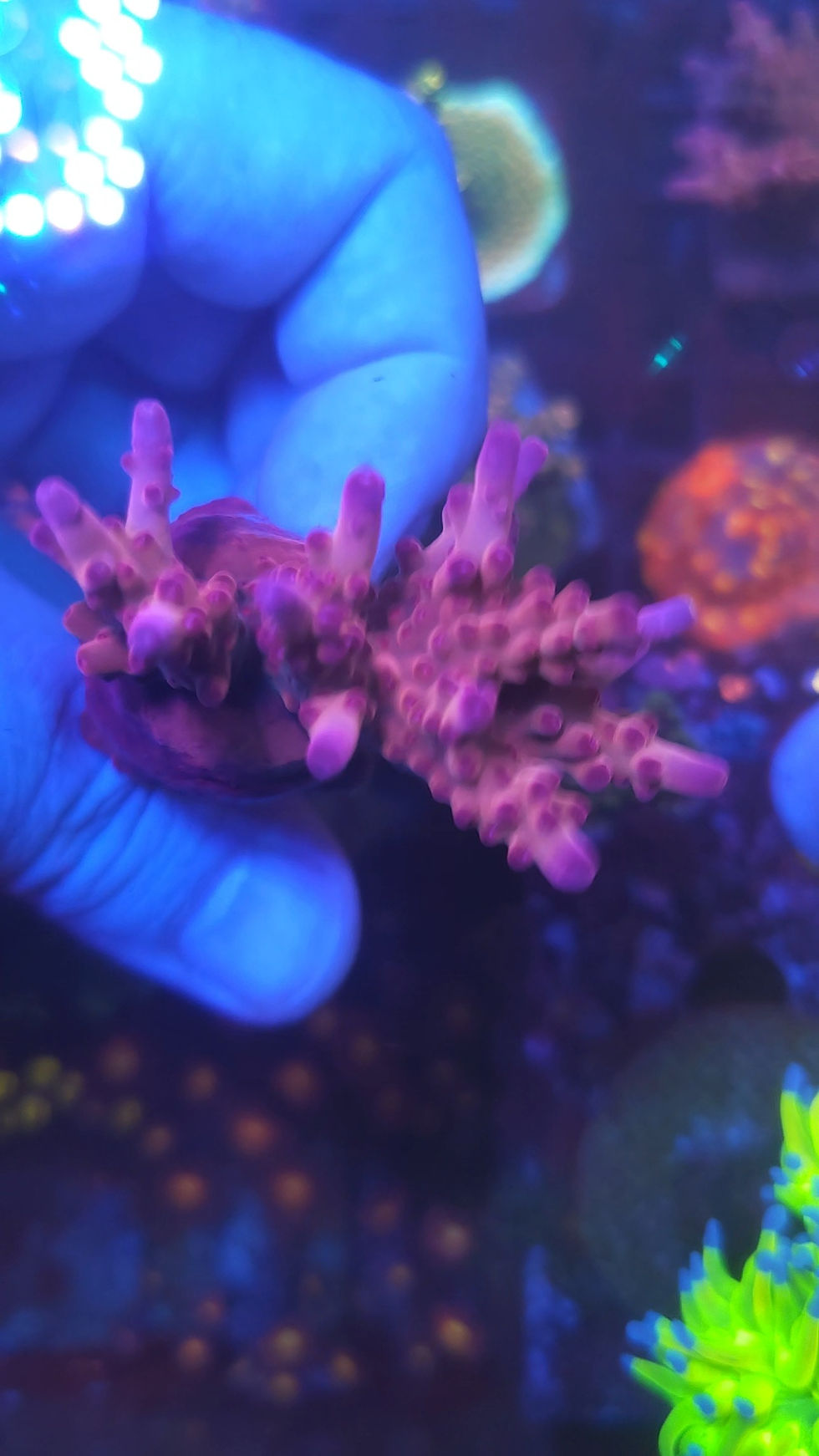 Miniatura: Coral Marinho Acropora