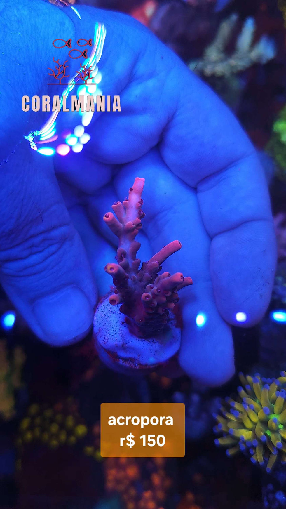 Miniatura: Coral Marinho Acropora pink