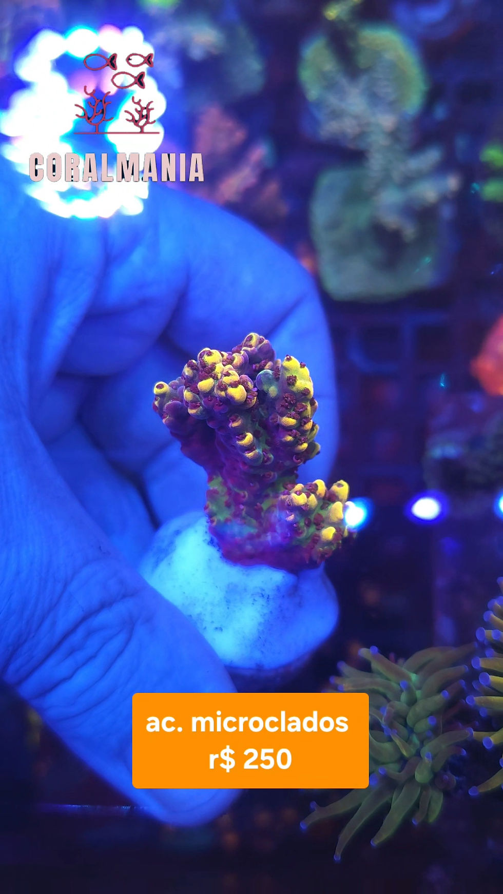 Miniatura: Coral Marinho Acropora microclados
