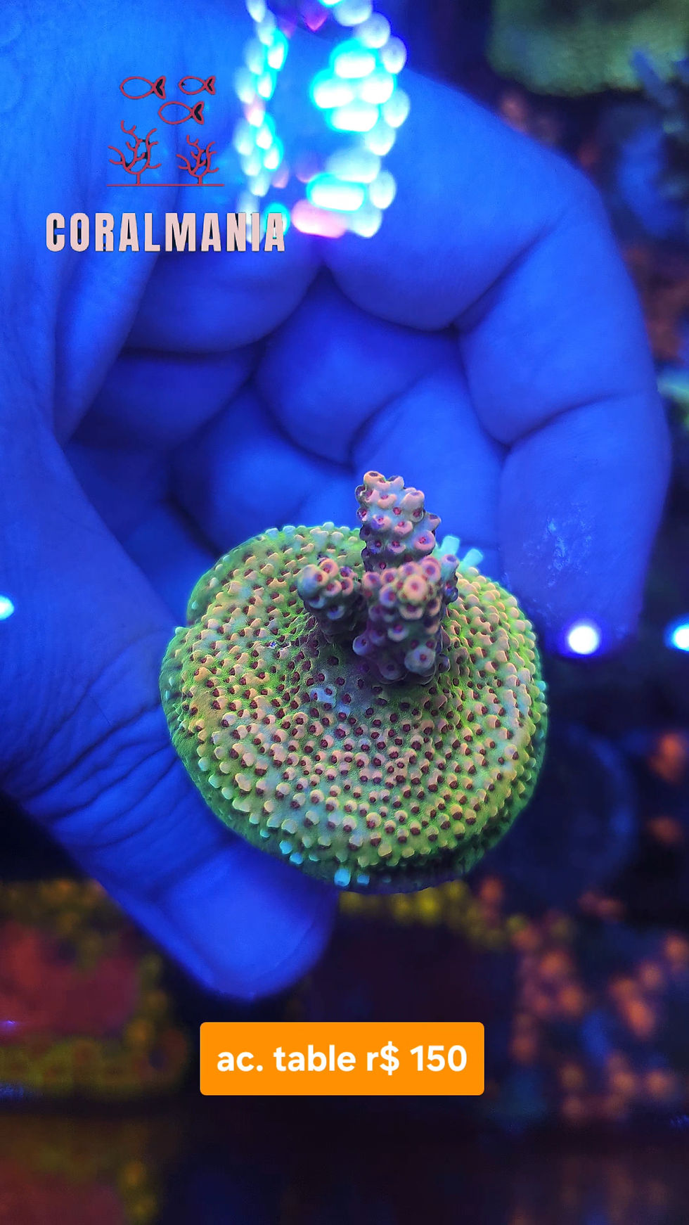 Miniatura: Coral Marinho Acropora table