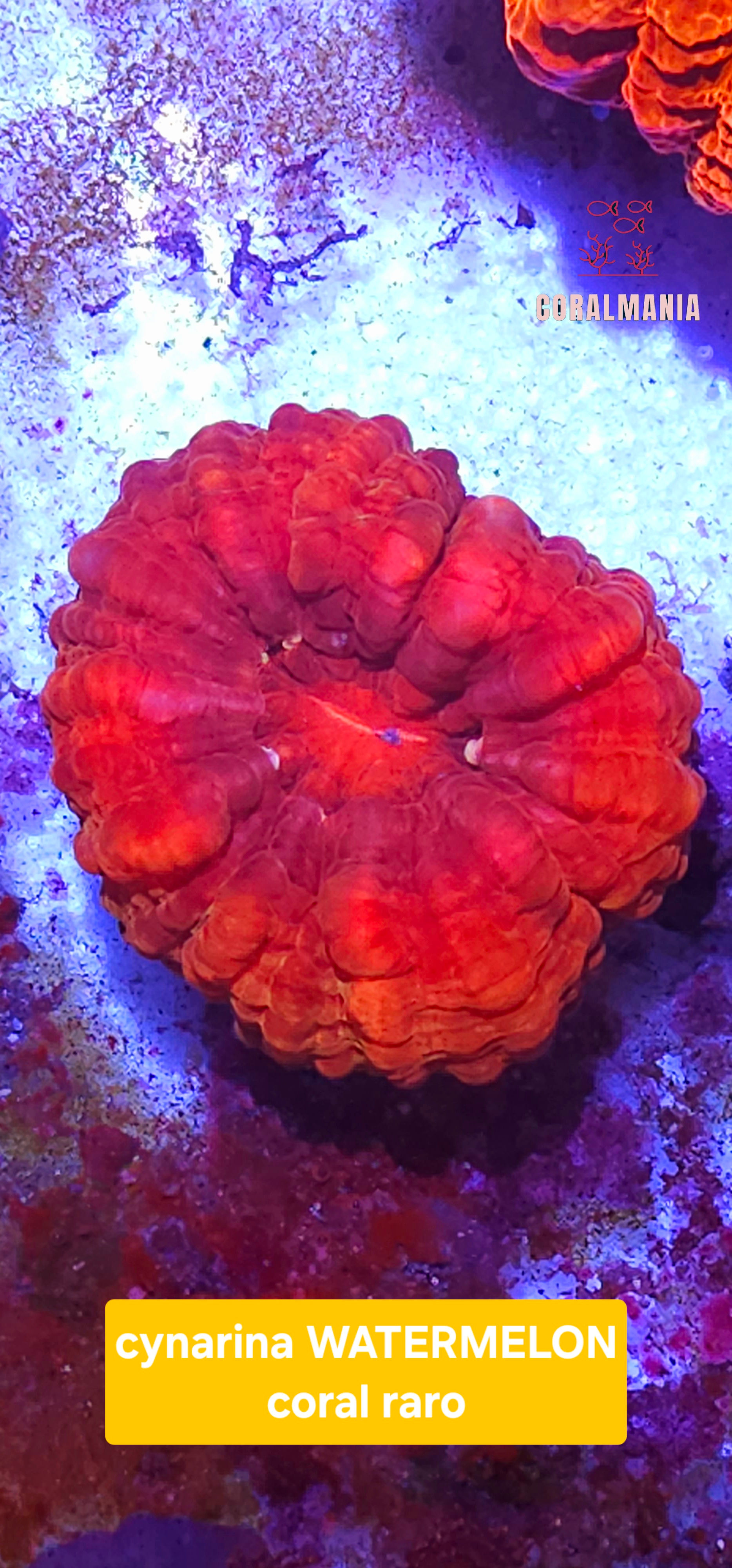Coral CYNARINA WATERMELON RARA Cynarina lacrymalis