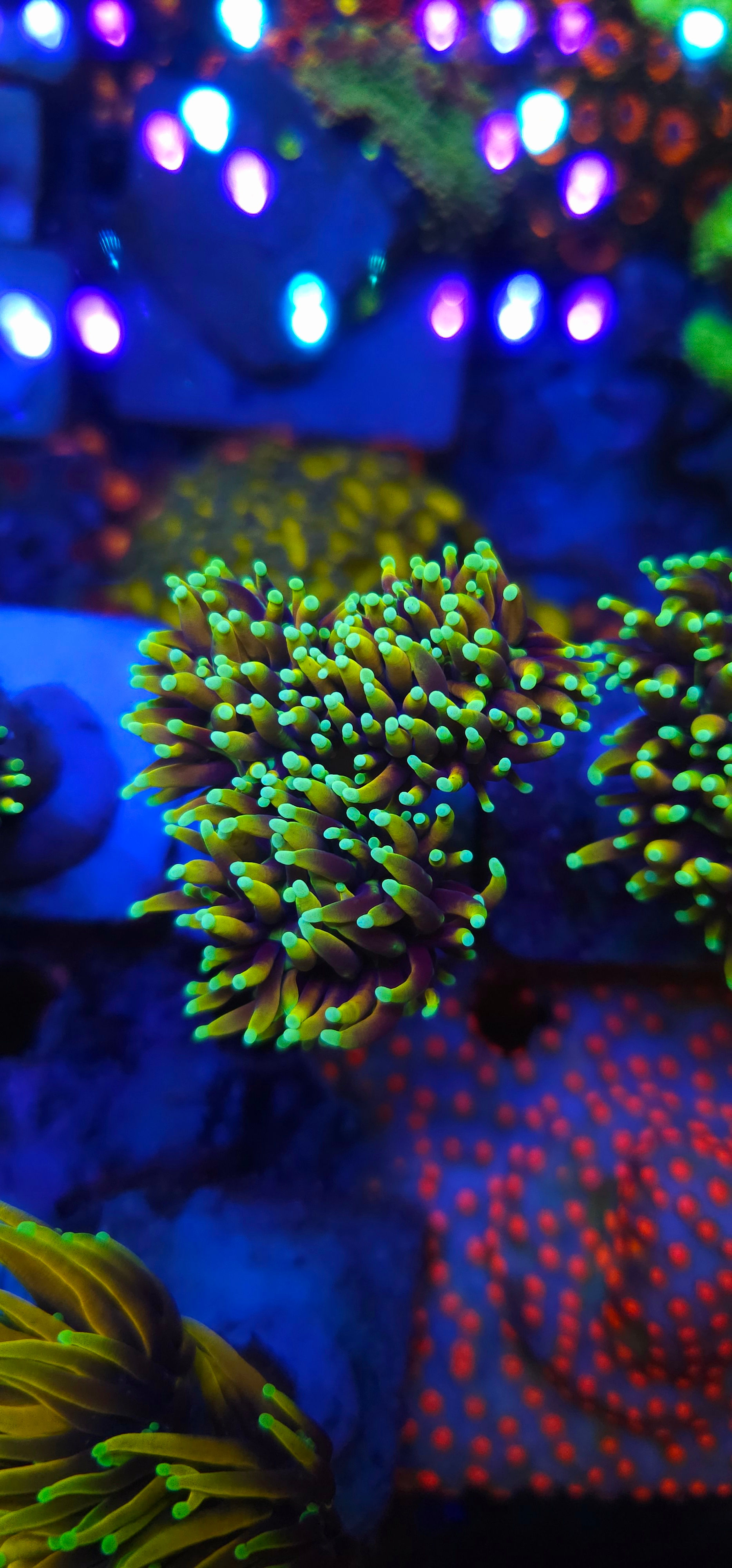 Coral torch dragon soul 3 bocas