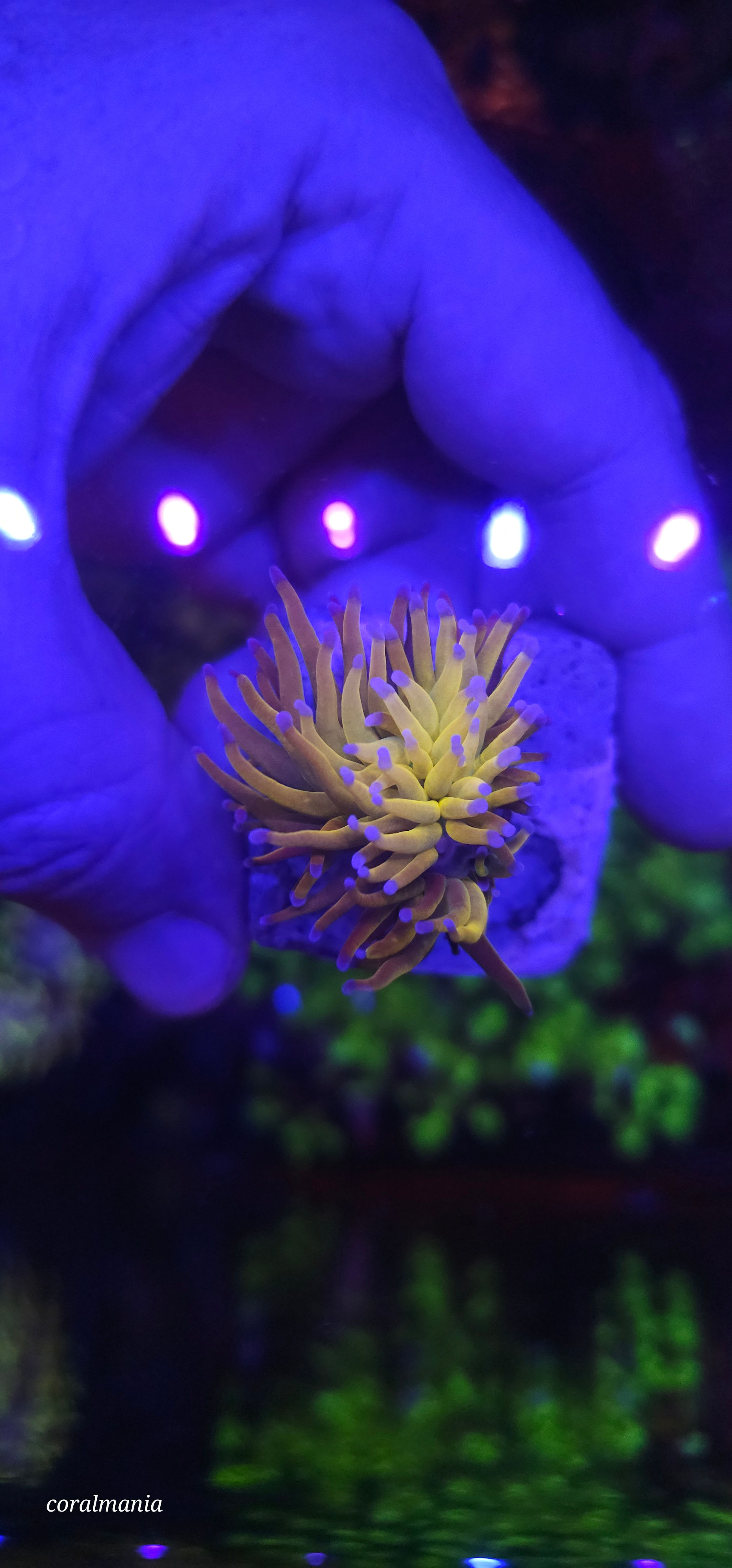 Coral torch ultra ny nicks  1 bc