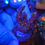 Miniatura: Coral Marinho Acropora salmoensis blue