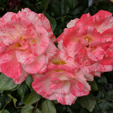 Personal Journey - Part 3 Start Small