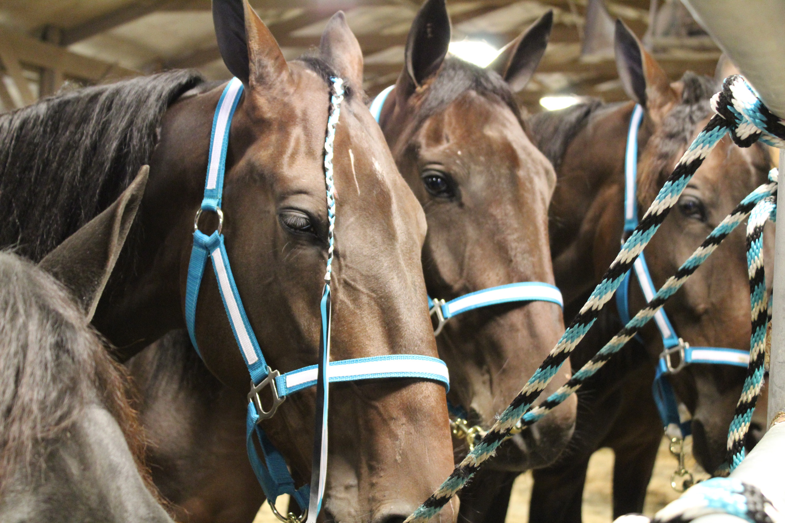 HORSE AUCTIONS Premier Livestock