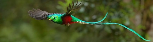 Bocvera Quetzal AS