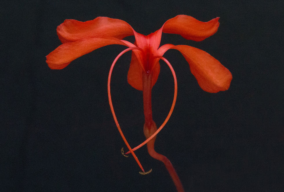 Peter B Schilling Photography