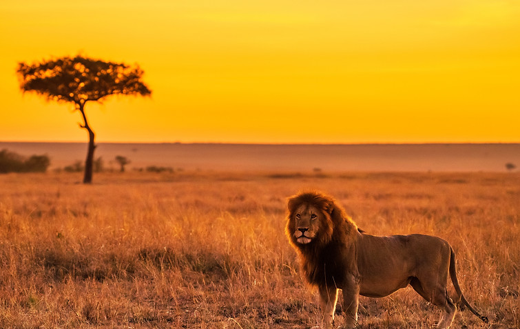lion on brown grass field during daytime_edited.jpg
