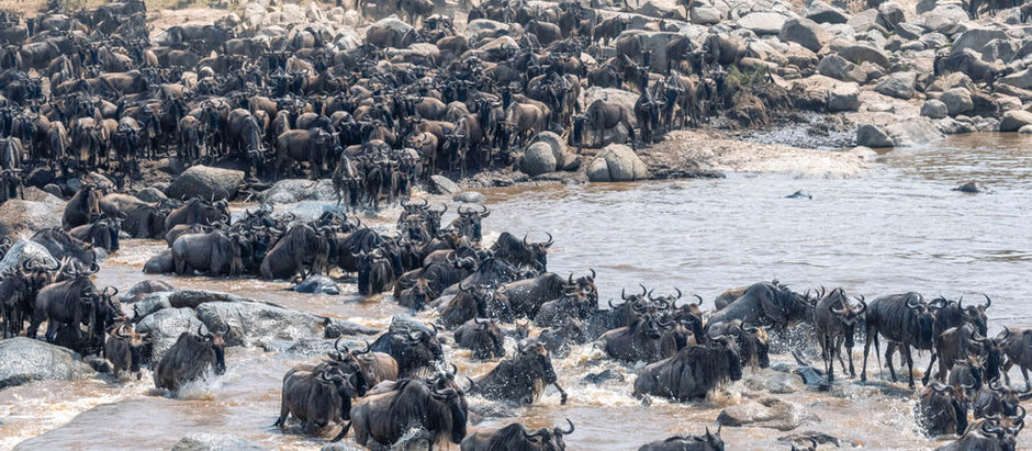 Massive herd of wildebeest crossing the Serengeti plains during the Great Migration in Tanzania