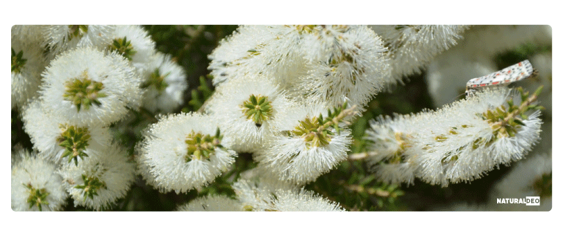 natural-deo-melaleuca-a-formula.gif