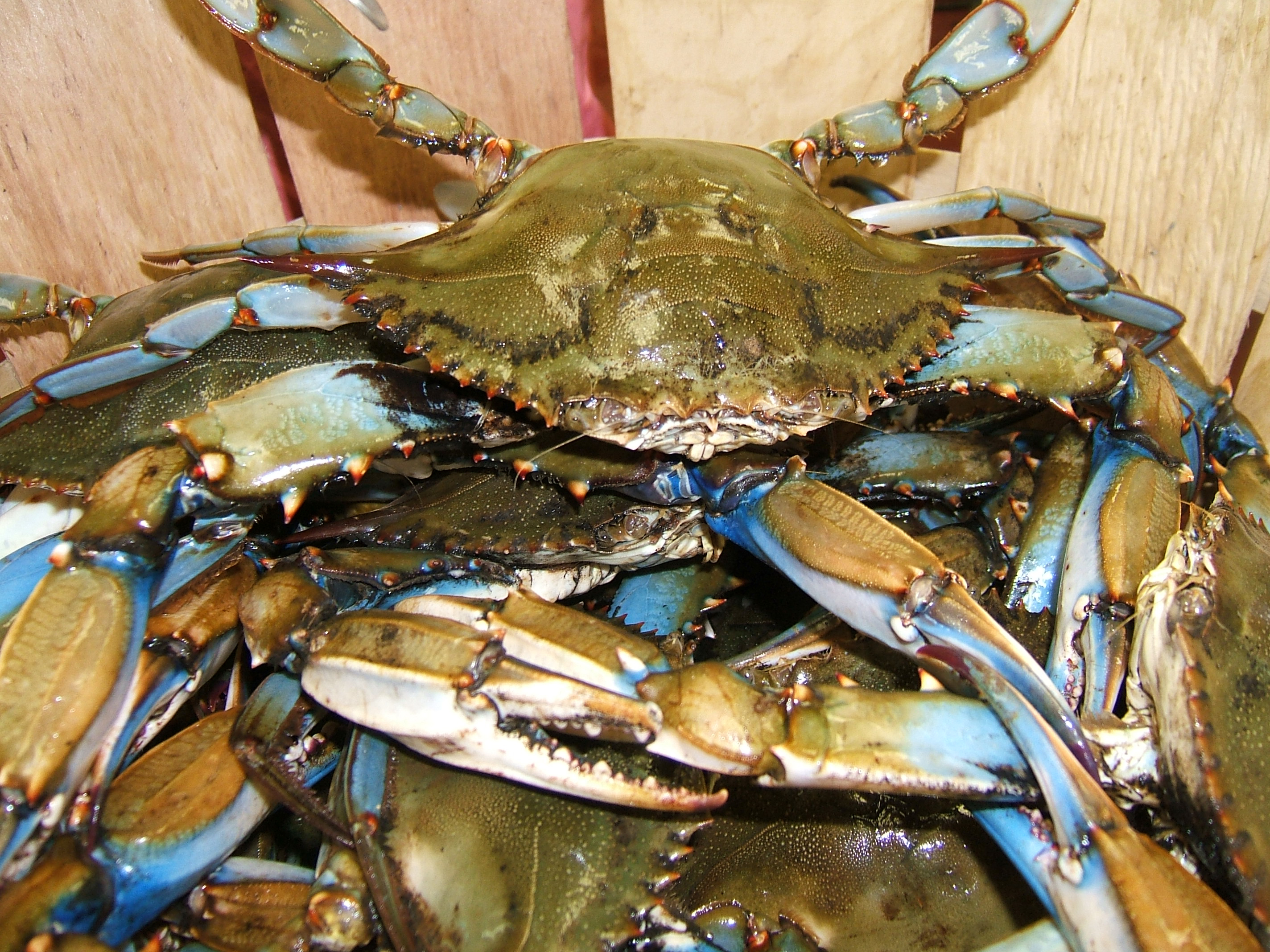 crab stop Crabs seafood ocean city maryland