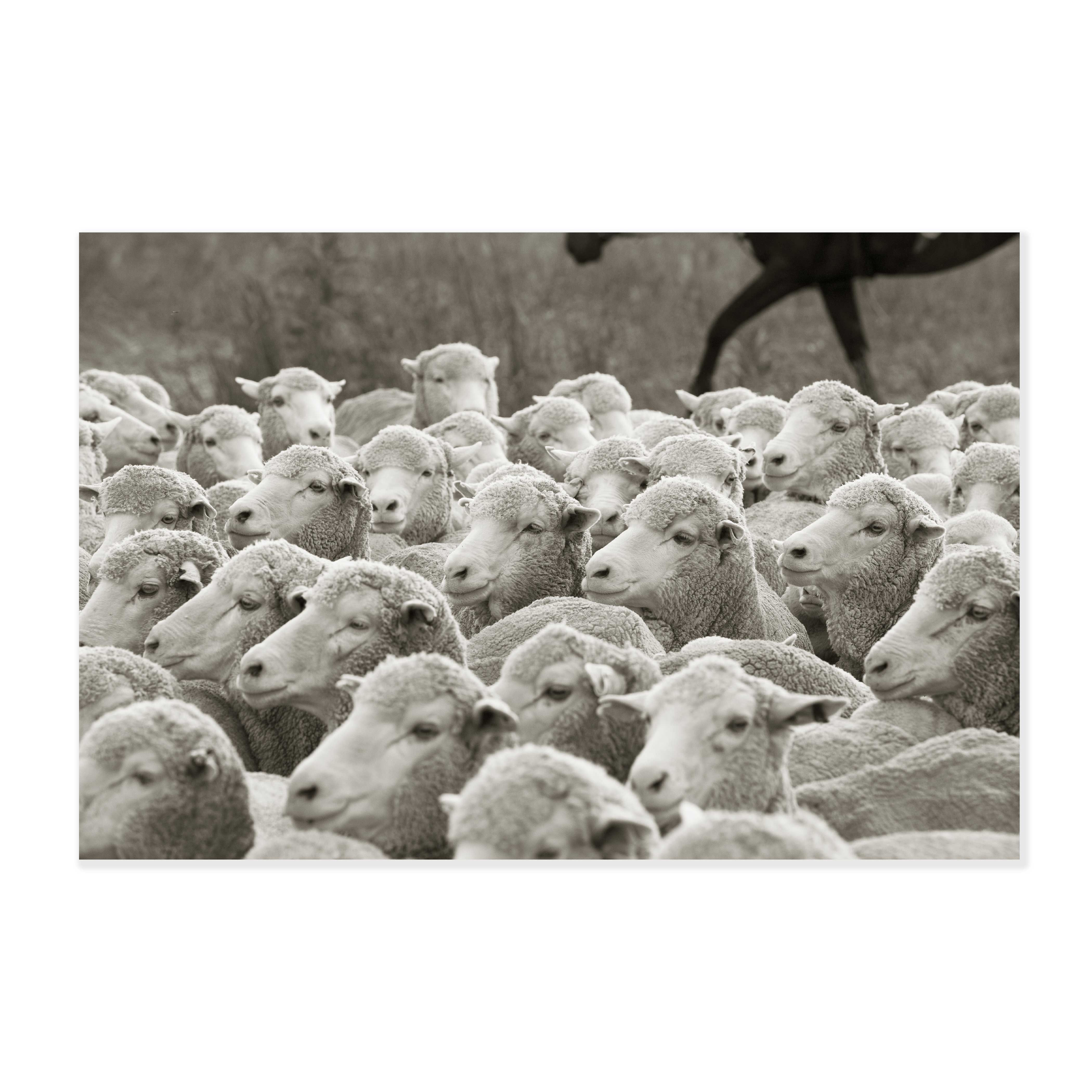 Herding on horse back, Merino Sheep #01-026