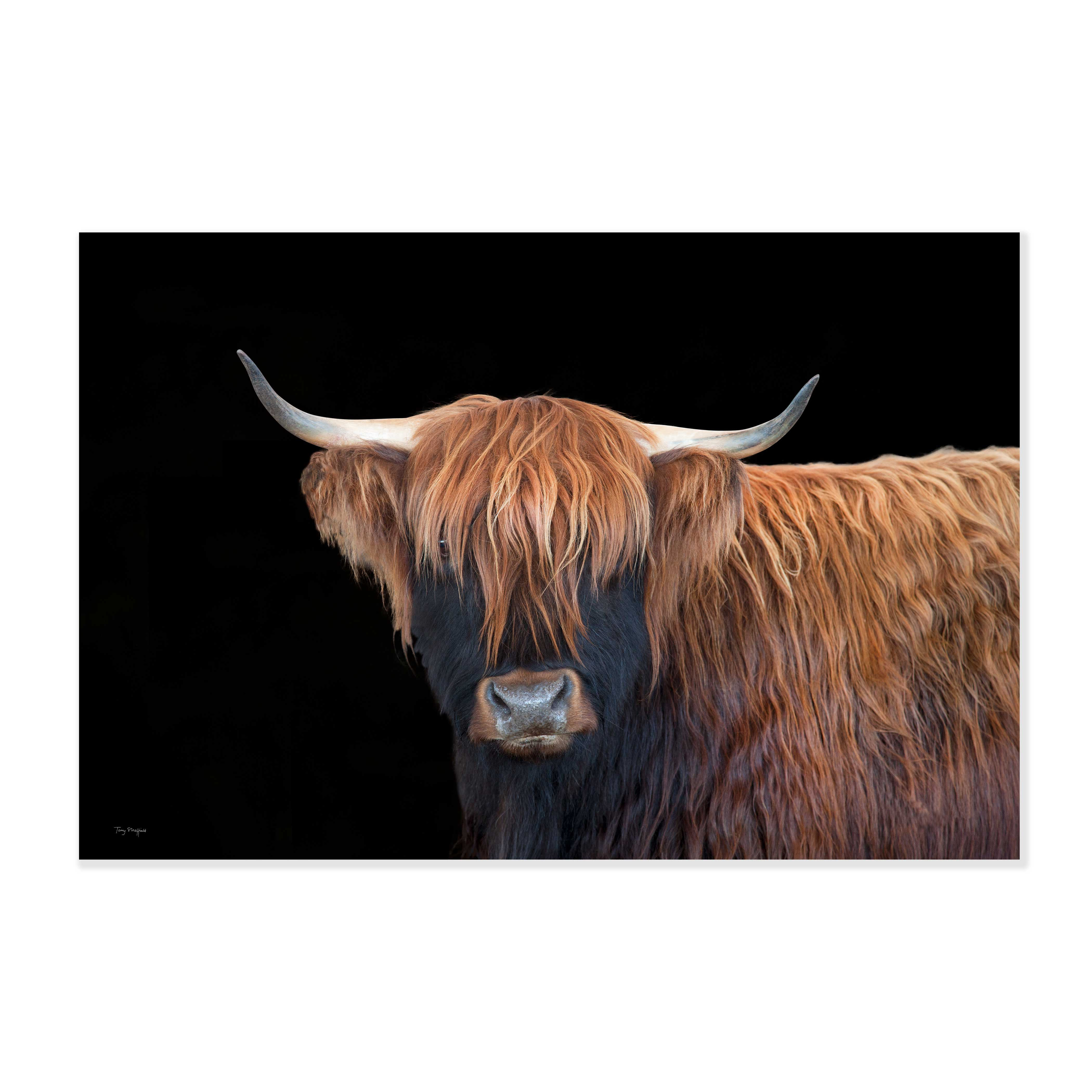 'Rhona' Scottish Highland Cow #05-013
