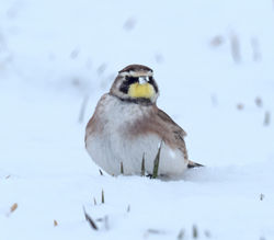 Horned lark (Eremophila alpestris)