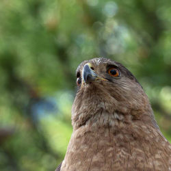 Cooper's hawk (Accipiter cooperii)
