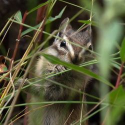 Least chipmunk (Neotamias minimus)