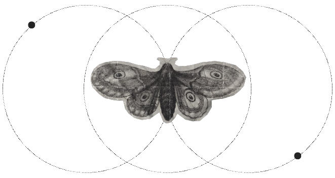 moth.png
