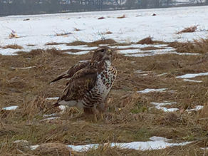Tierbote: Mäusebussard