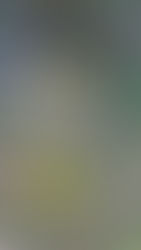 Kräuterkunde: Huflattich