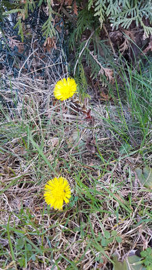 Kräuterkunde: Huflattich