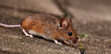 Tierbote: Maus