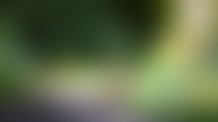 Tierbote: Eichhörnchen