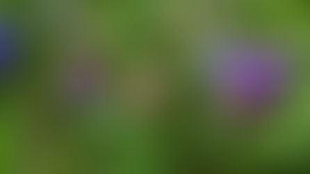 Kräuterkunde: Lungenkraut