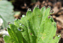 Wassertropfen-Fotografie von: ©Lunci