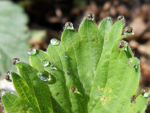 Wassertropfen-Fotografie von: ©Lunci