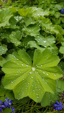 Kräuterkunde: Frauenmantel