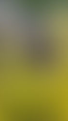 Kräuter für Pferde