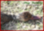 Ducks/ HP Wingshooting
