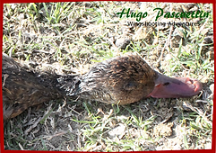 Ducks/ HP Wingshooting