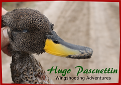 Ducks/ HP Wingshooting