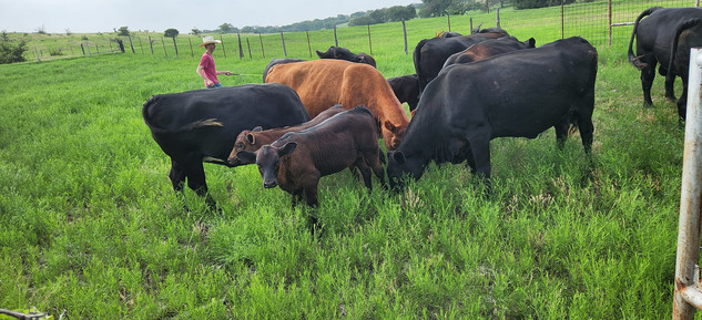 ranch hands checking on cows