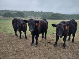 three calves