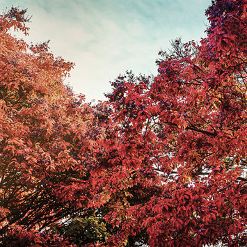 arvores_26 de setembro de 2021-7678-DNG_DxO_DeepPRIME-Editar.jpg