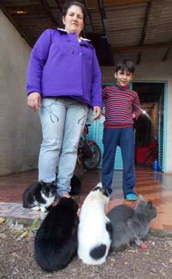 "Animais de estimação"