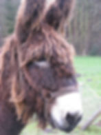 Gusta de ezel, klaar voor een ezelwandeling.