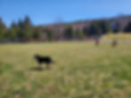 Carbonear dog park